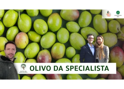 Olivo Da Specialista - Rendita Agricola