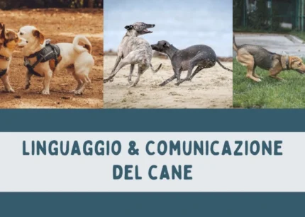 Linguaggio e Comunicazione del Cane - Educazione Cinofila