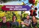 Piccoli Frutti da Specialista - Rendita Agricola