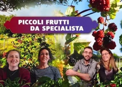 Piccoli Frutti da Specialista - Rendita Agricola